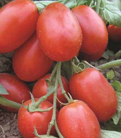 Salçalık Domates Yetiştiriciliği