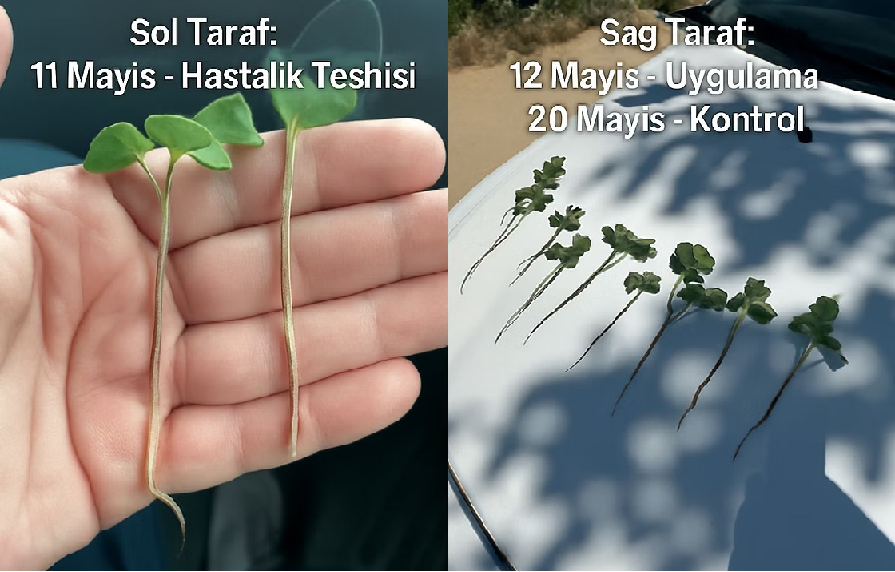 Pamukta Kök Çürüklüğüyle Mücadele